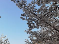 -高东镇樱花园