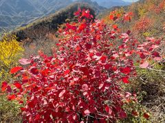 -大岭沟猕猴桃谷风景区