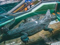 -上海海洋水族馆