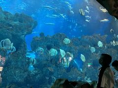 -芜湖新华联大白鲸海洋公园