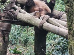 -都江堰中华大熊猫苑
