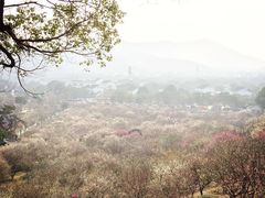 -香雪海
