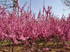 -永定河休闲森林公园