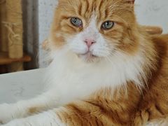 -喵园·猫主题咖啡厅·撸猫·猫咖(国贸店)