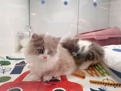 -1013 PET SHOP精品宠物商店(丁香店)
