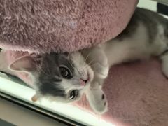 -babydoll猫舍·米努特·德文·缅因(久光中心店)