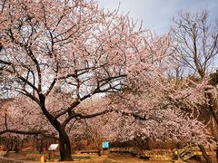 -北京西山国家森林公园
