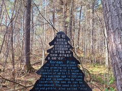 -五营红松林海景区