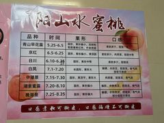 -老袁家蜜桃农场·阳山水蜜桃