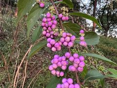 -上海市保健医疗中心