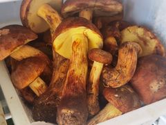-菌之家·专业纯野生菌火锅·特色炒菌