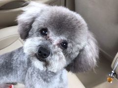 -宠福鑫康馨动物医院·骨科·眼科