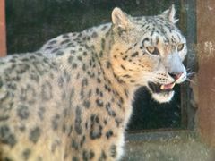 -青藏高原野生动物园