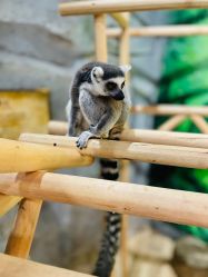 -Zoolung Zoolung动物主题公园(海信广场店)