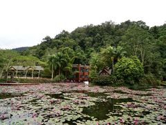 -野象谷景区