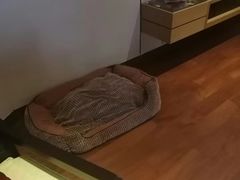 -崇明金茂凯悦酒店.宴会厅