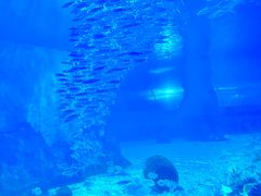 -北戴河圣蓝海洋公园