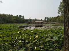 -微山湖红荷湿地景区
