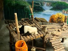 -青藏高原野生动物园