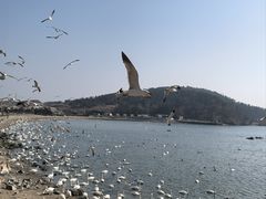 -烟墩角天鹅湖