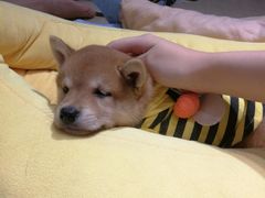 -逗柴咖啡屋·狗咖猫咖宠物桌游