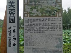 -白洋淀景区