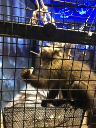 -酷嗒动物文化乐园(cutezoo西溪乐天城店)