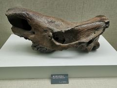 -呼伦贝尔民族博物馆