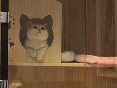 -东方名猫馆·英短金渐层布偶猫舍(环线广场1号楼店)