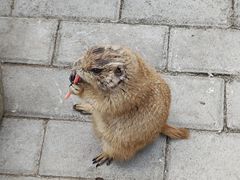 -成都松鼠部落