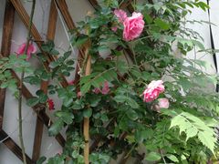 -高淳老街