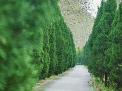 -合肥滨湖国家森林公园