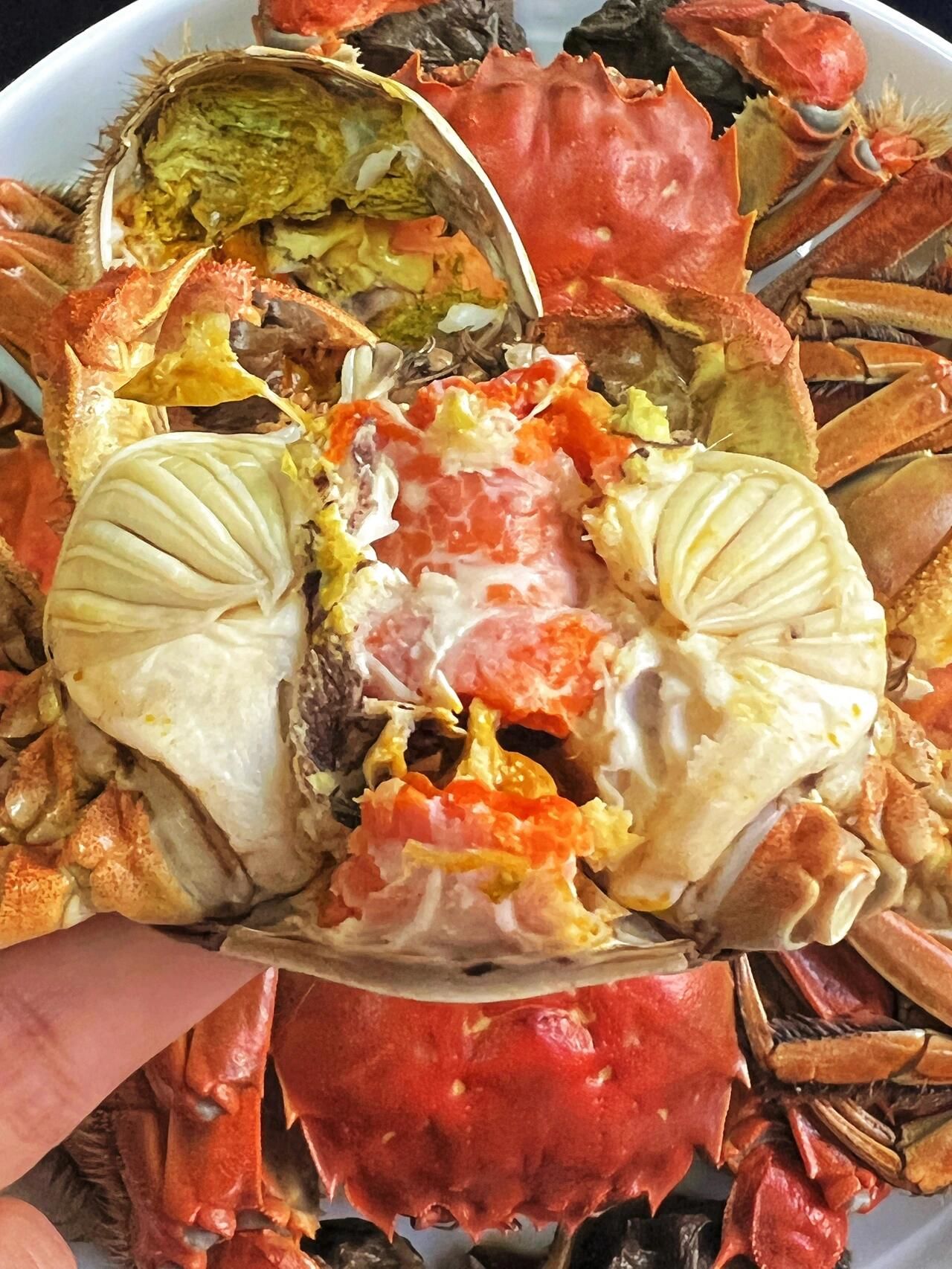 肥美的螃蟹请你一定要试试水煮!