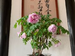 -拙政园