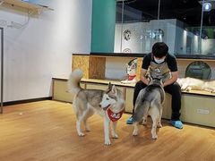 -Husky Go! 哈士奇体验馆·宠物咖啡厅狗咖