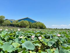 -鄱阳湖国家湿地公园