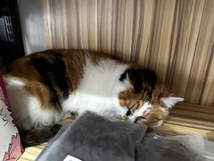 -佑安动物医院·全科·内窥镜中心(幸福巷店)