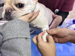 -美联众合动物医院·24h转诊中心