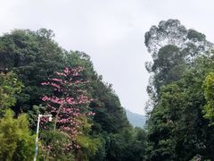 -大雁山风景区
