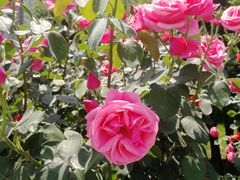 -石家庄市动物园