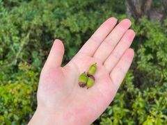 -杭州半山国家森林公园