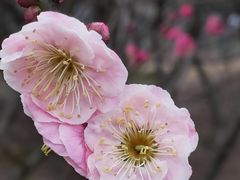 -梅花山(明孝陵内)