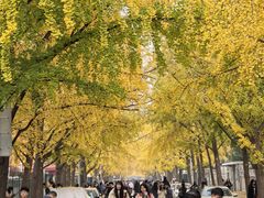 -三里屯东五街银杏大道