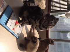 iphone_upload_pic-萌喵宠狗爱心宠咖