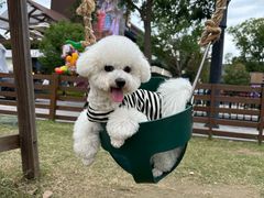 -翊宠yipet猫狗购宠庄园犬舍•猫舍