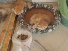 -糯米喵星人总部直营旗舰店·猫舍·幼猫出售