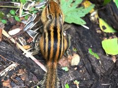 -五营红松林海景区