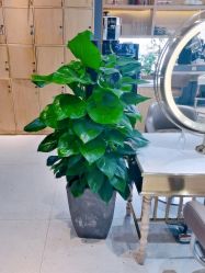 -木北造型