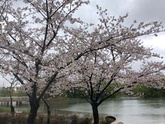 -新江湾城公园