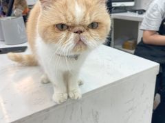 -喵园·猫主题咖啡厅·撸猫·猫咖(国贸店)